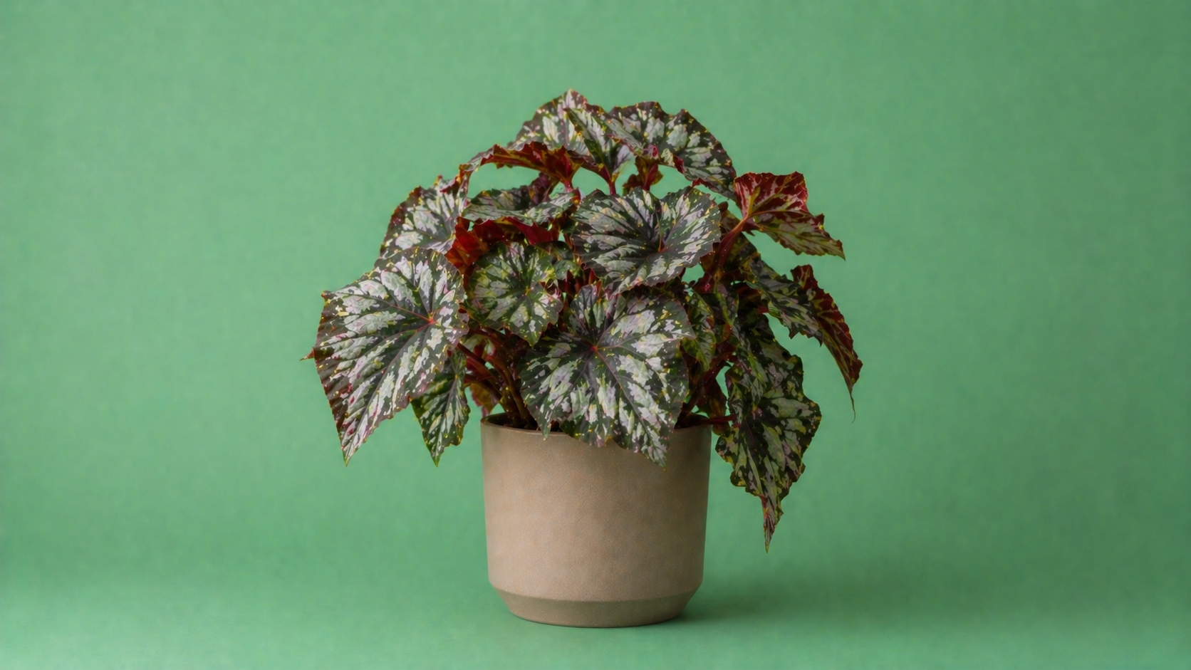 Begonia kamerplant met opvallend gevlekt blad en roodgroene tinten in pot, decoratieve en tropische kamerplant