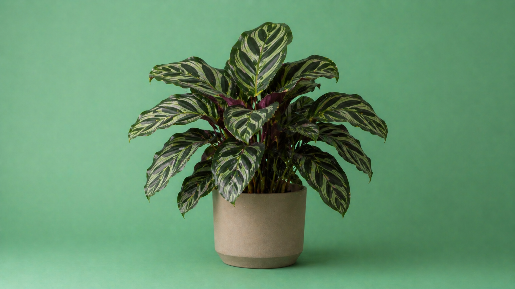 Calathea kamerplant met decoratieve donkergroene bladeren en lichte patronen in pot, tropische en luchtzuiverende kamerplant voor interieur