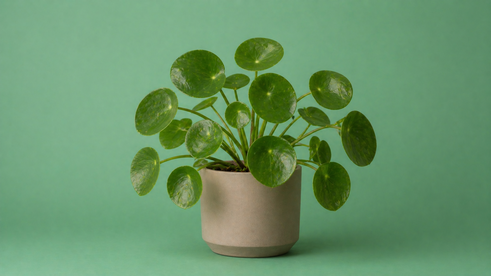 Pilea peperomioides (Chinese geldplant) met ronde, glanzende groene bladeren in pot, compacte en onderhoudsvriendelijke kamerplant voor modern interieur