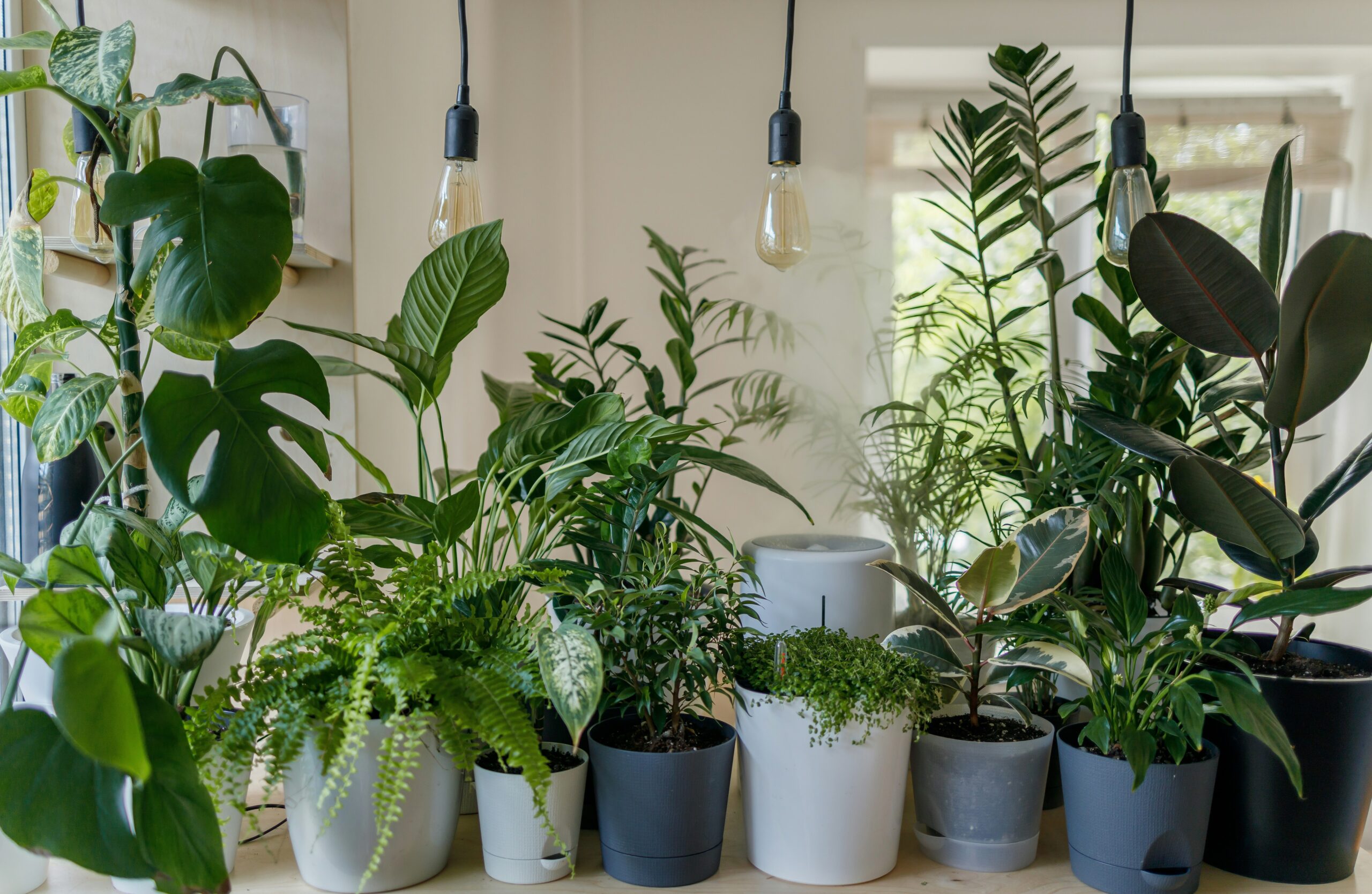 kamergroen planten voor in huis